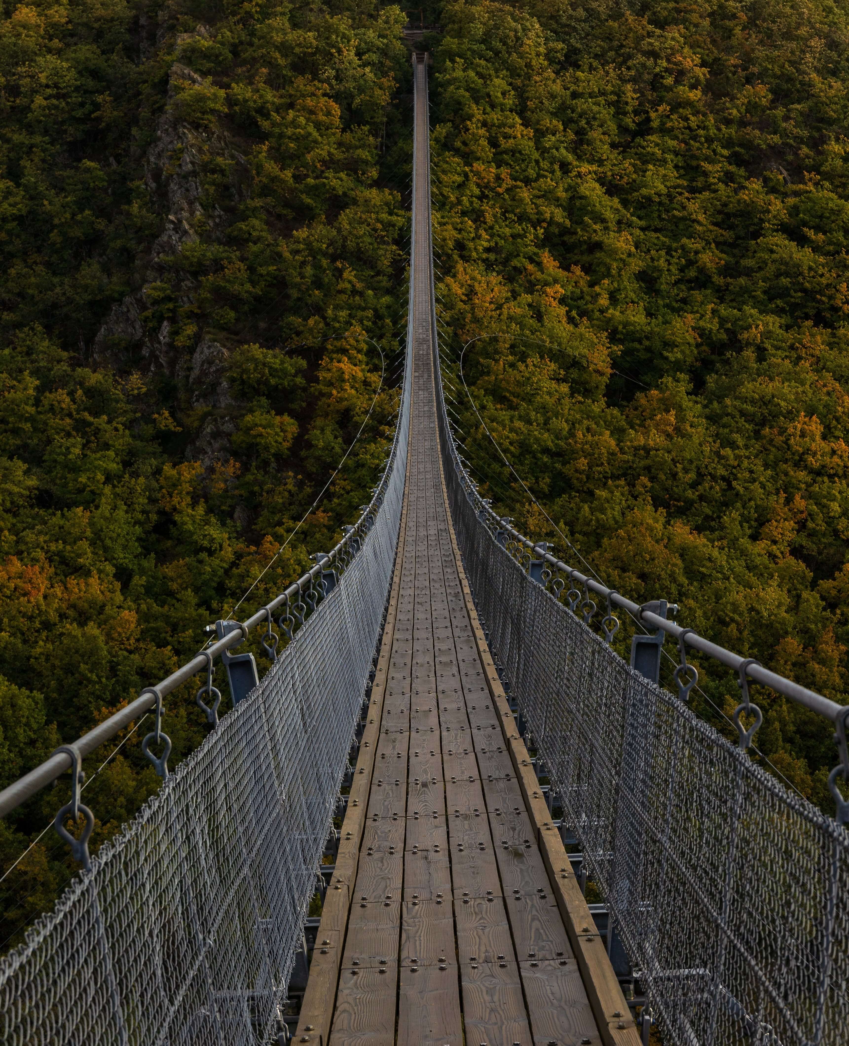 Brigde over Forest